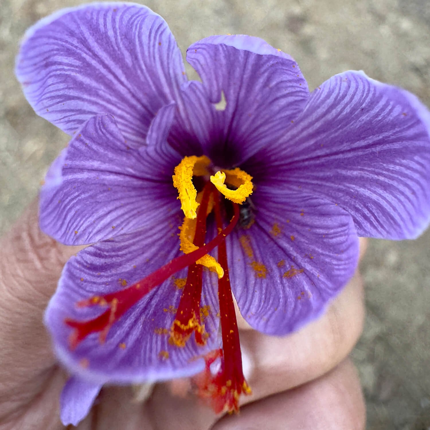 Kashmiri Mongra Saffron - Image 6